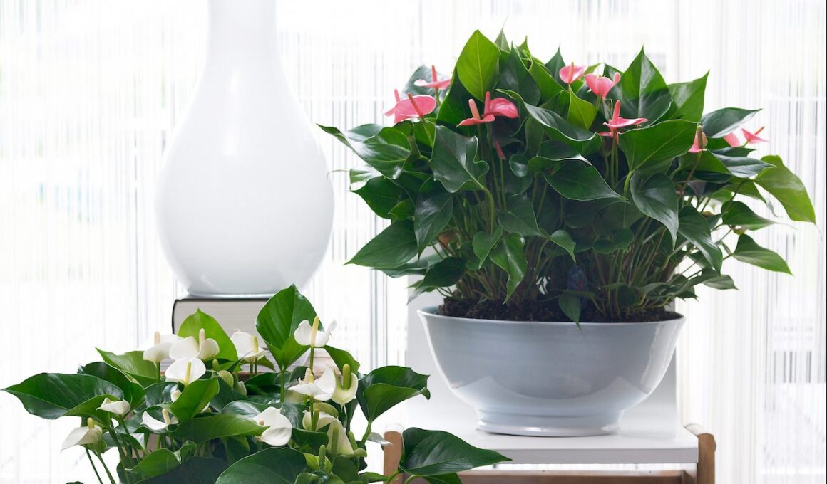 anthurium plant