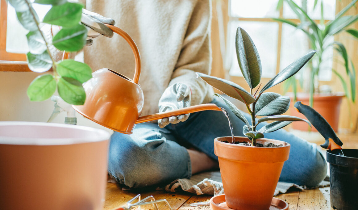 indoor plants